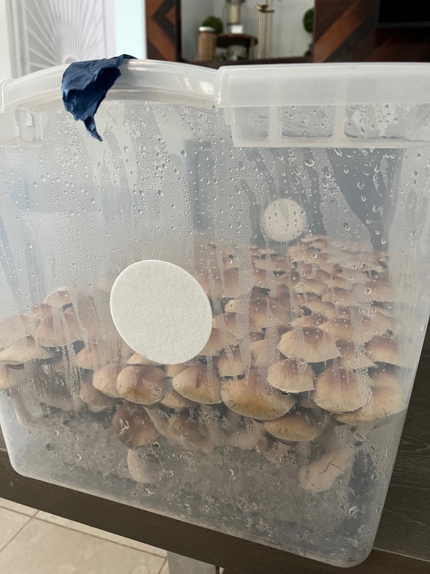 Willy's Blend Manure Substrate (5lb Bag)