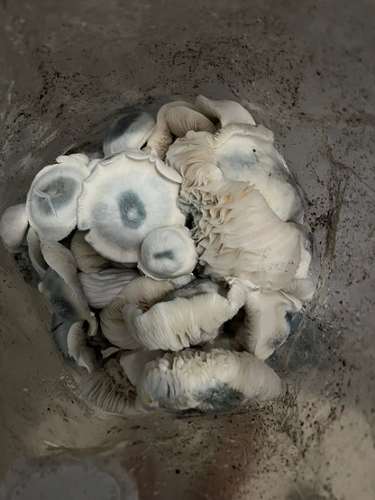 Willy's Blend Manure Substrate (5lb Bag)