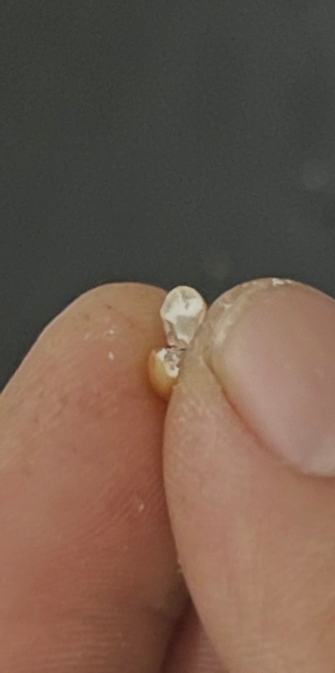 Sterilized, Mushroom Grain Spawn (2lb Bag)