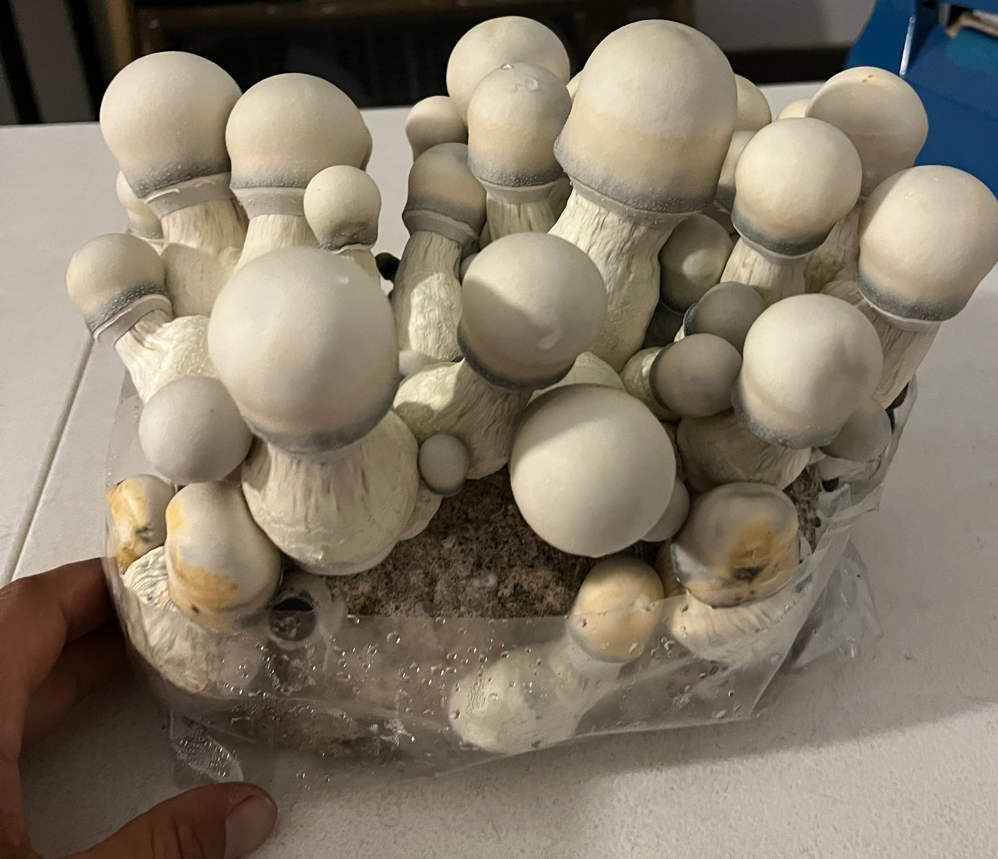 Willy's Blend, Dry Substrate Mix (5 Gallons)