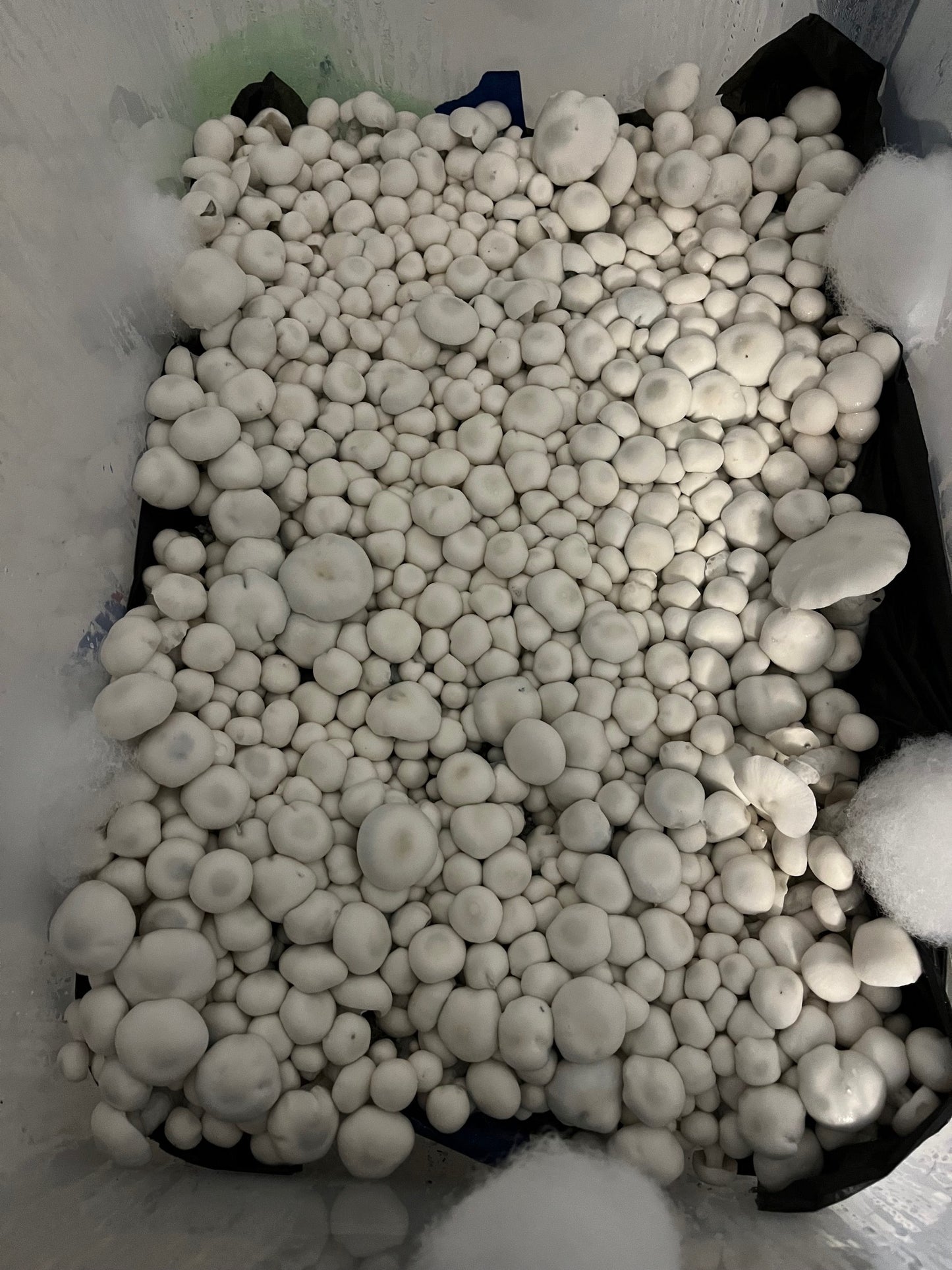 Willy's Blend, Dry Substrate Mix (5 Gallons)