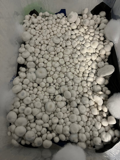 Willy's Blend, Dry Substrate Mix (5 Gallons)