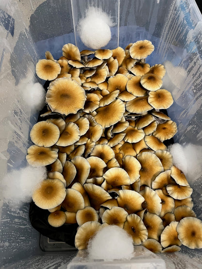 Willy's Blend Manure Substrate (5lb Bag)