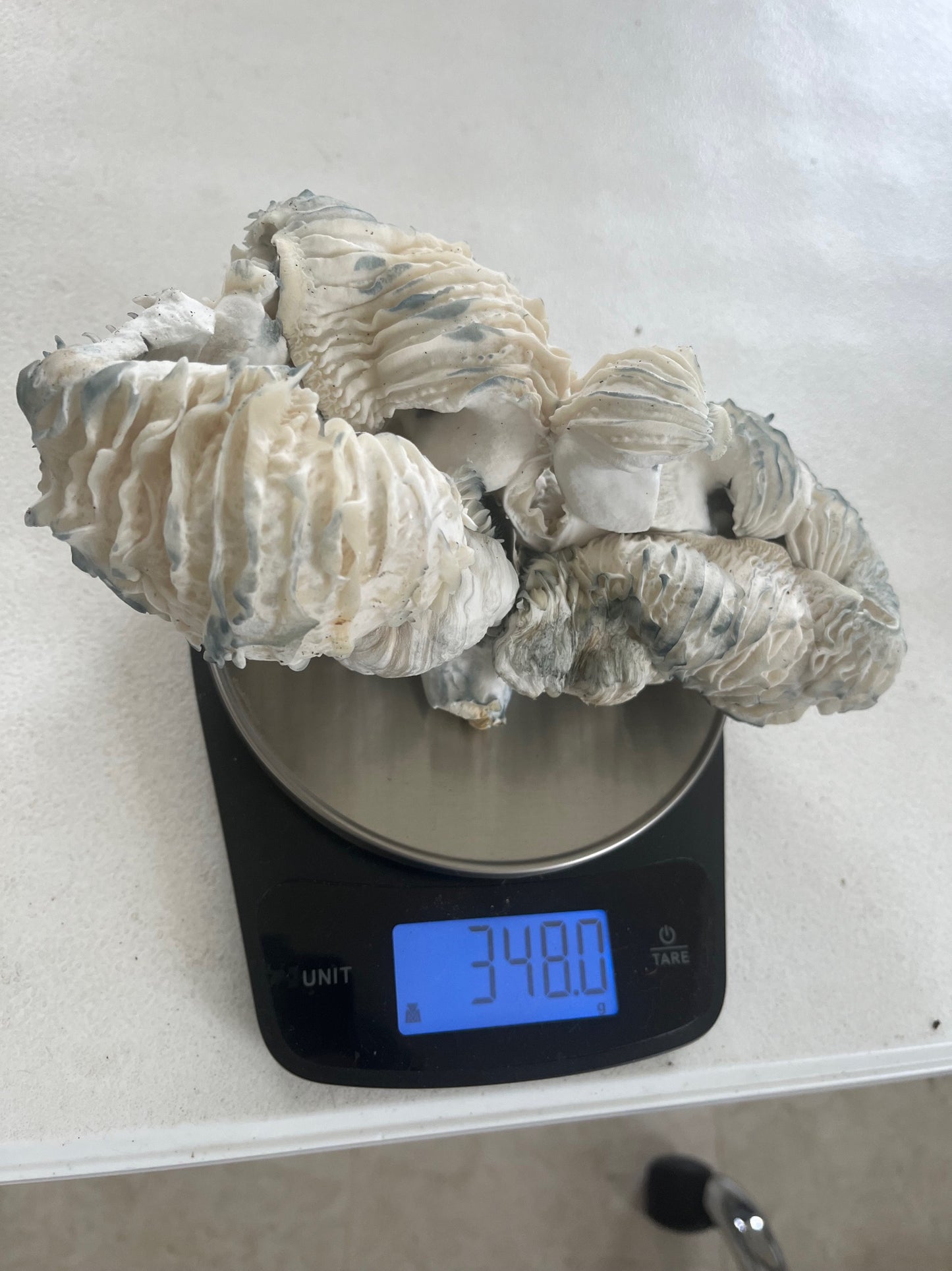 Willy's Blend Manure Substrate (5lb Bag)