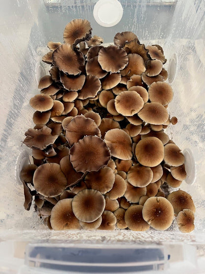 Willy's Blend Manure Substrate (5lb Bag)